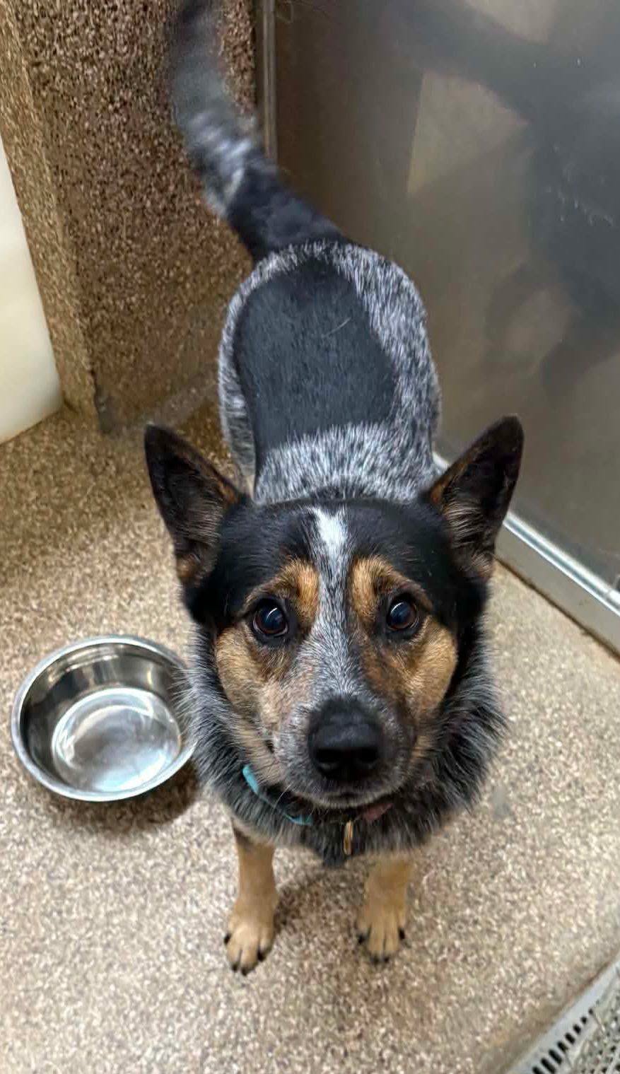 Bandit