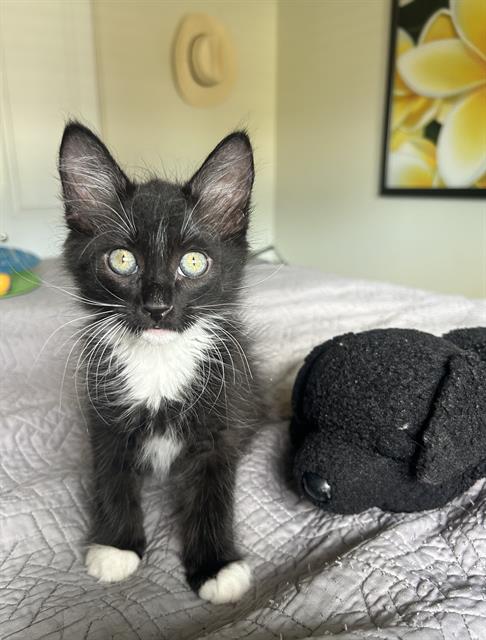Simon