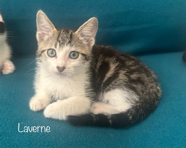 Laverne