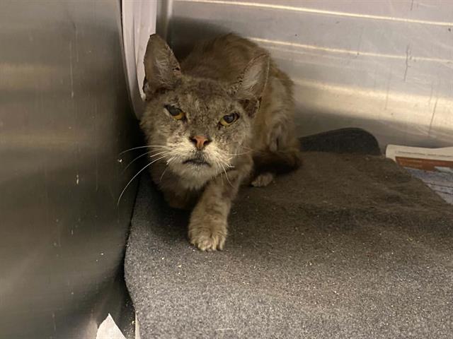 Chartreux