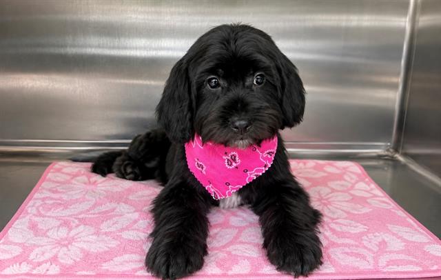 Darla