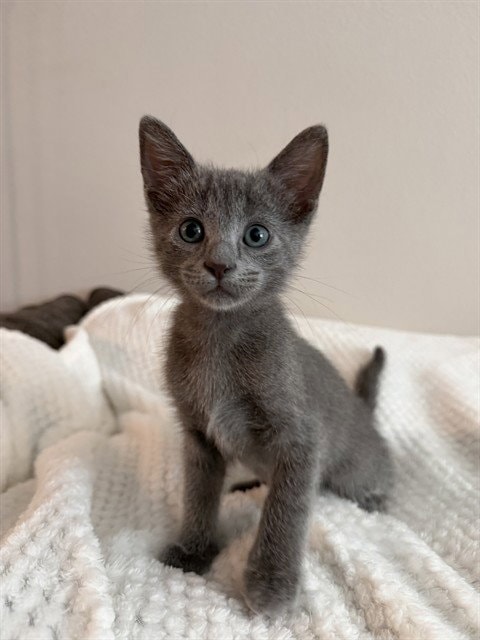 Gus