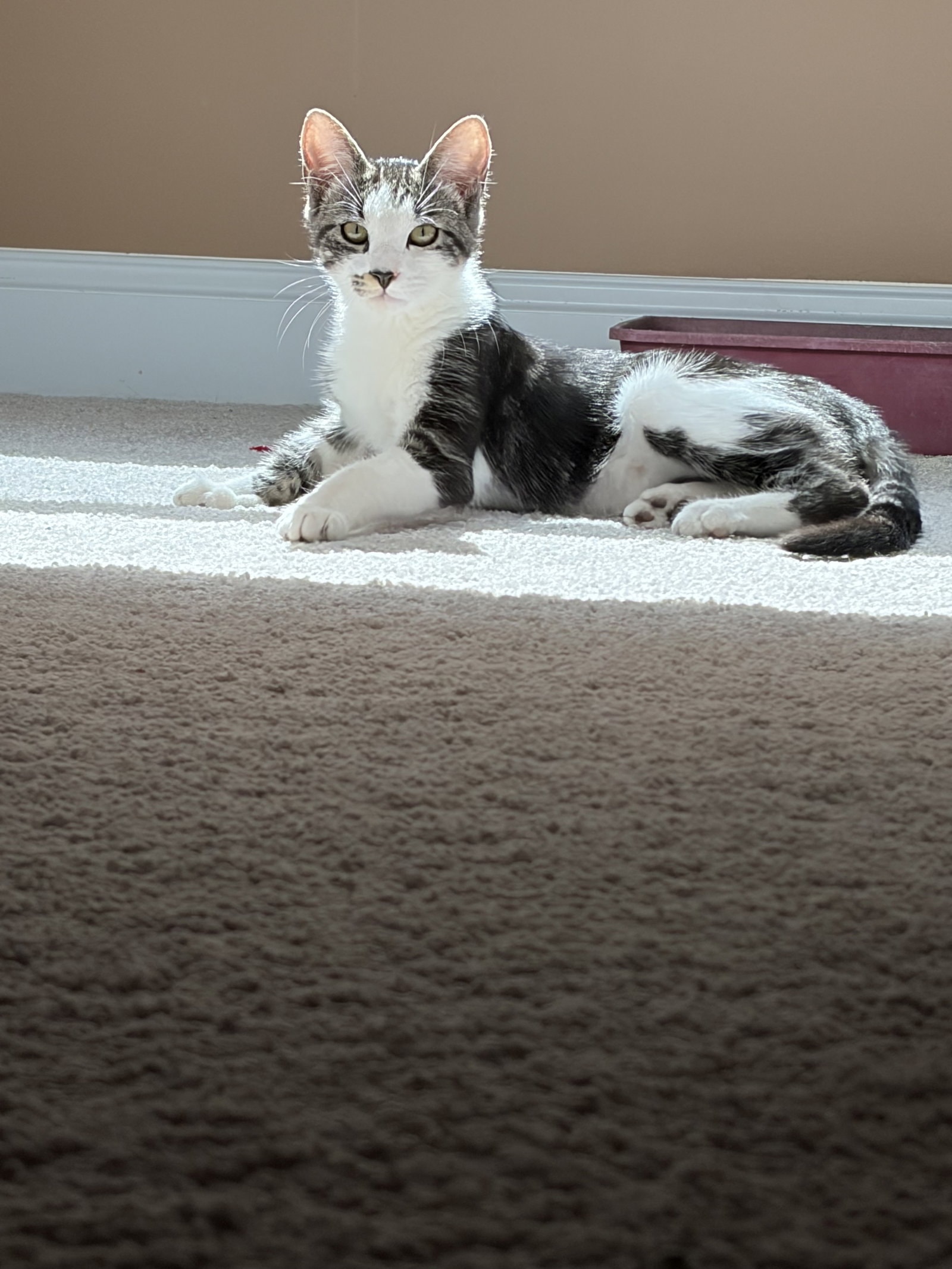 Smudge