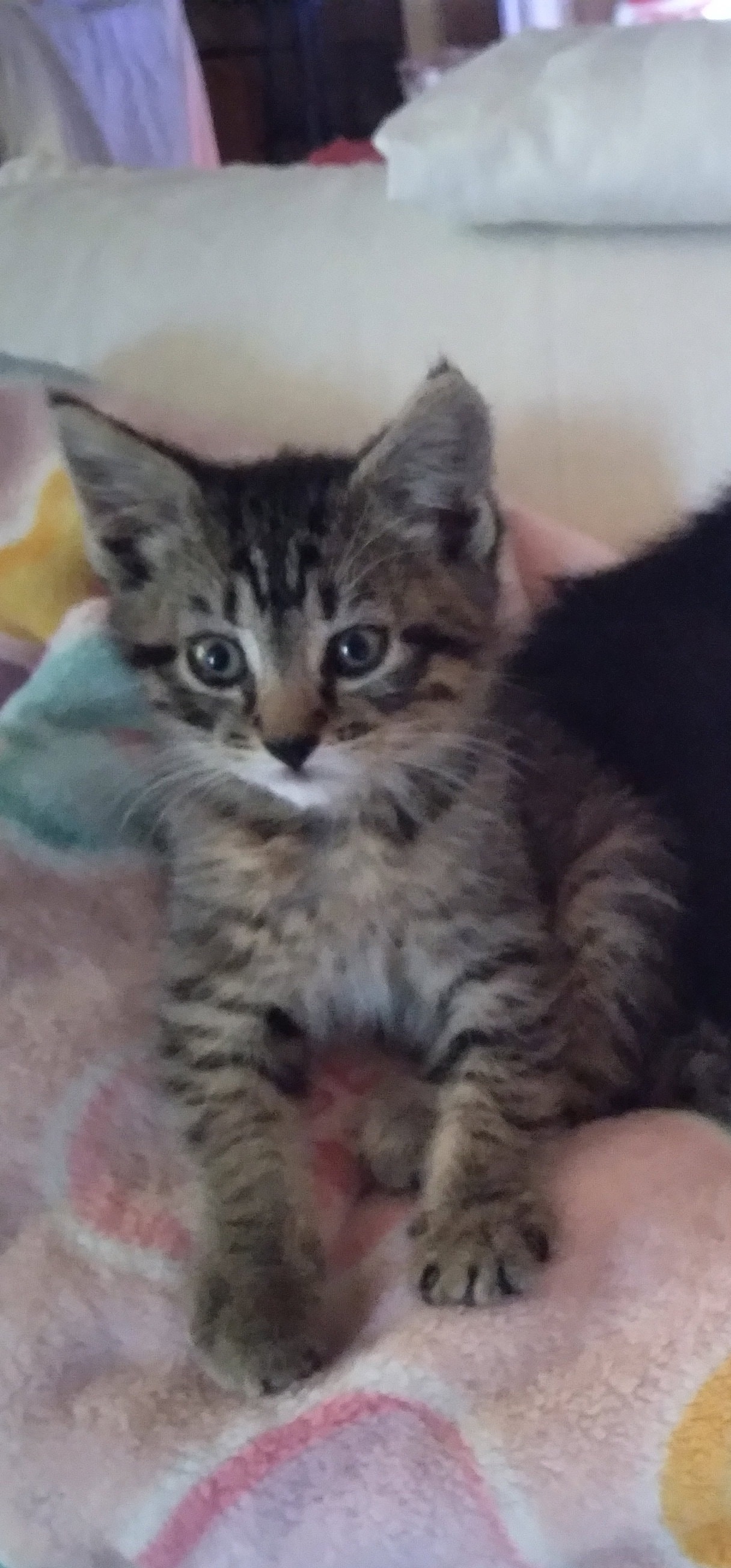Gabby