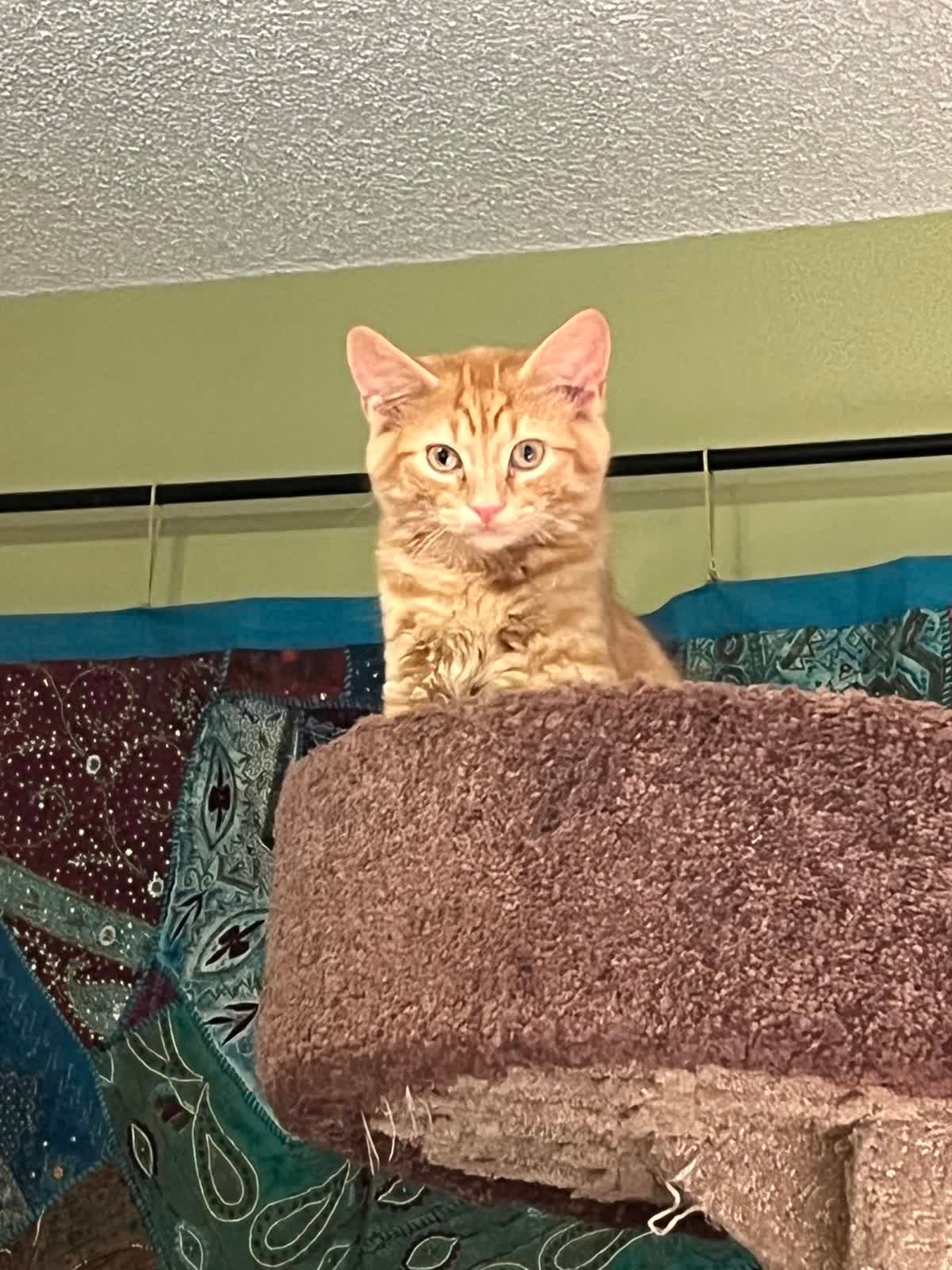 Simba