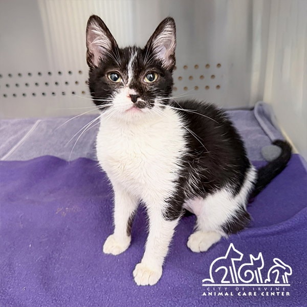 Kiki