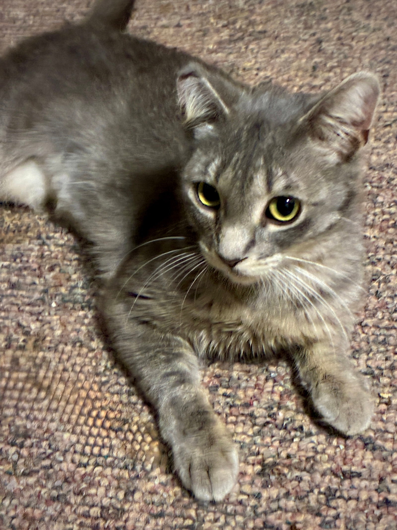 Freda