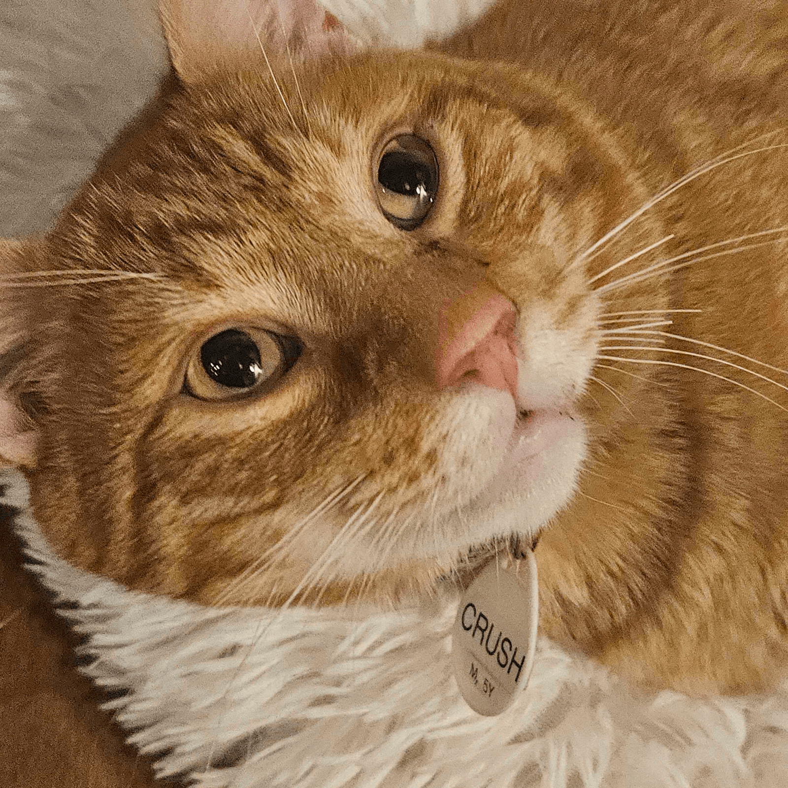 Crush