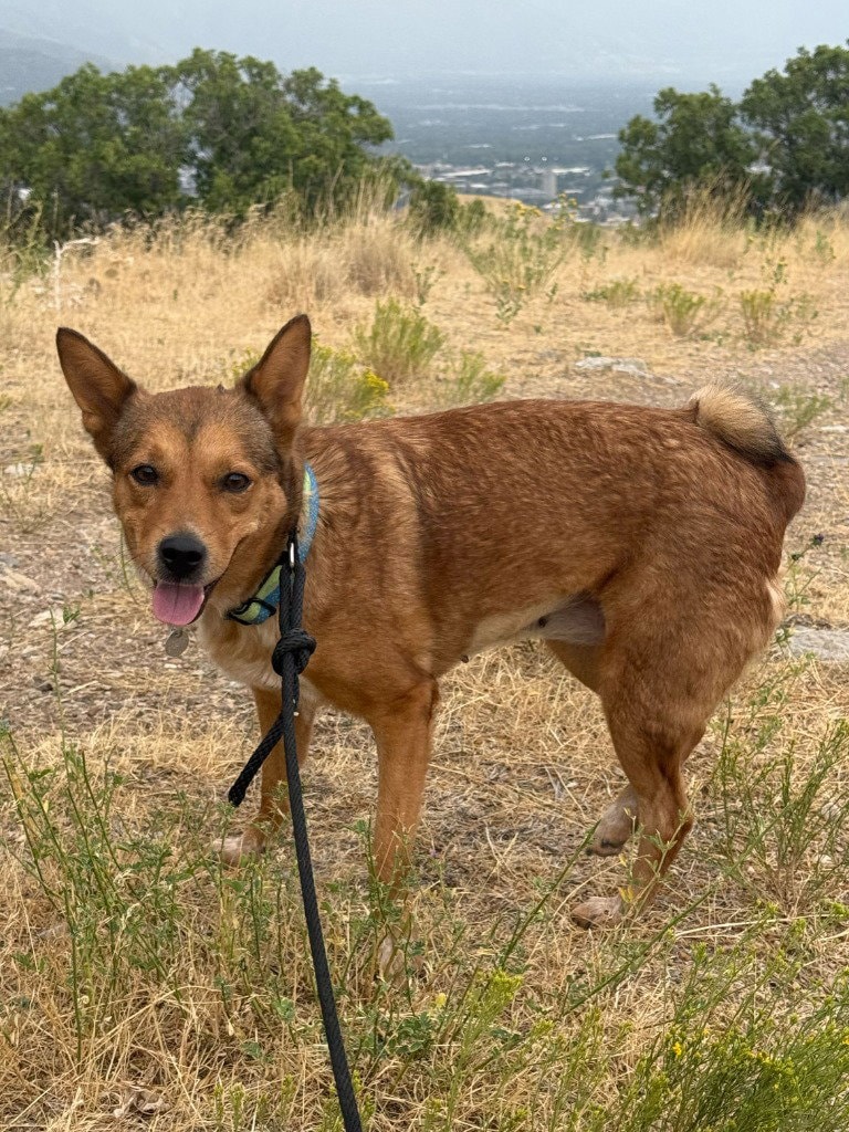 Willow