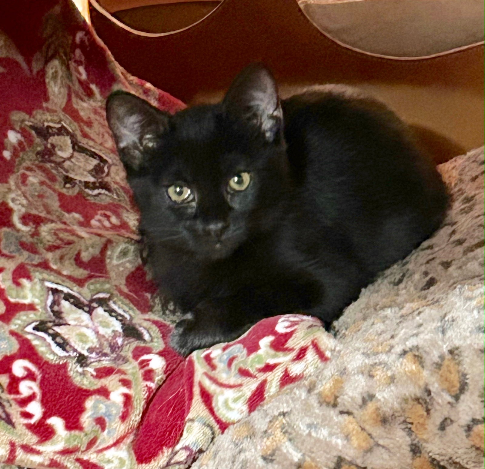 Amara