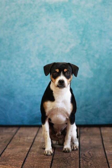 Gus