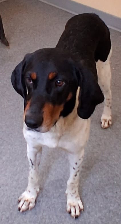 Louie