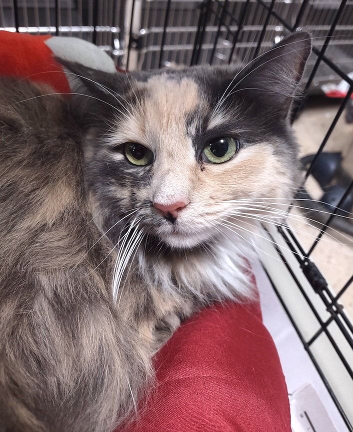 Rosie
