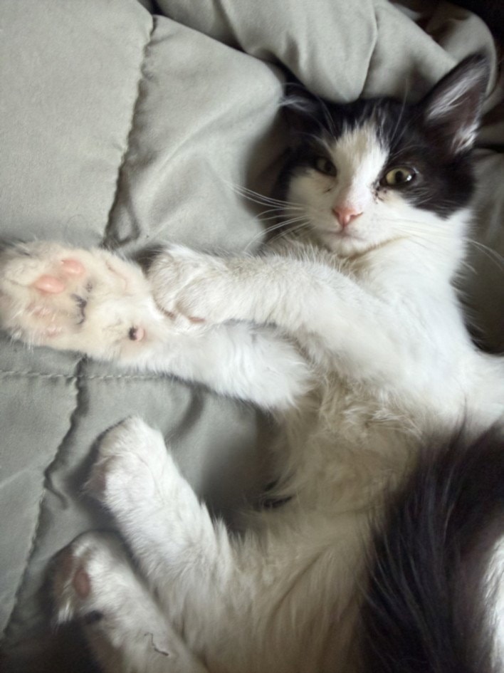 Bambino