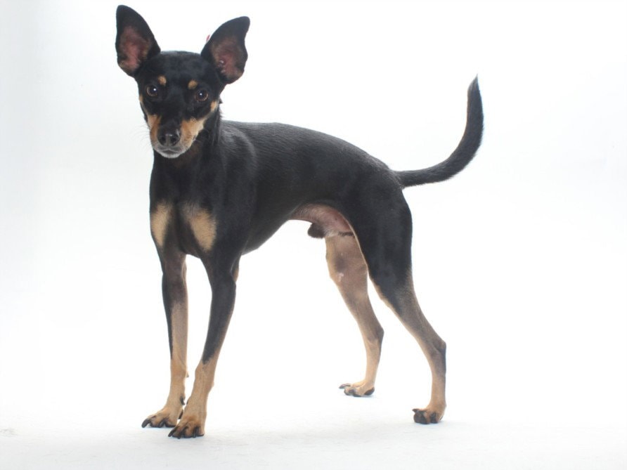 Max