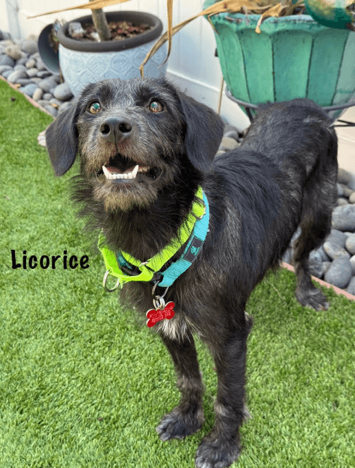 Licorice