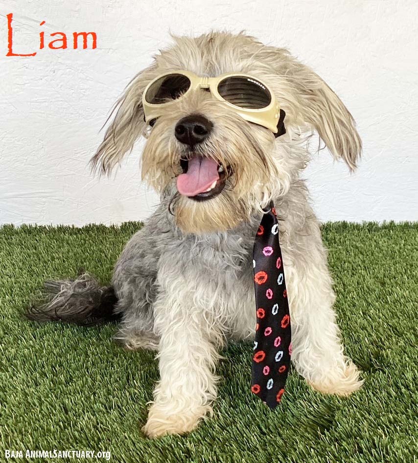 Liam