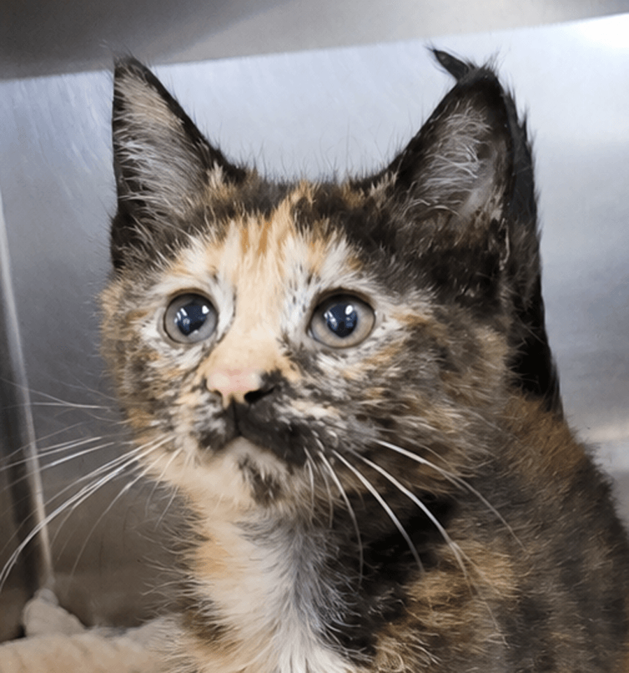 Kitten Mali
