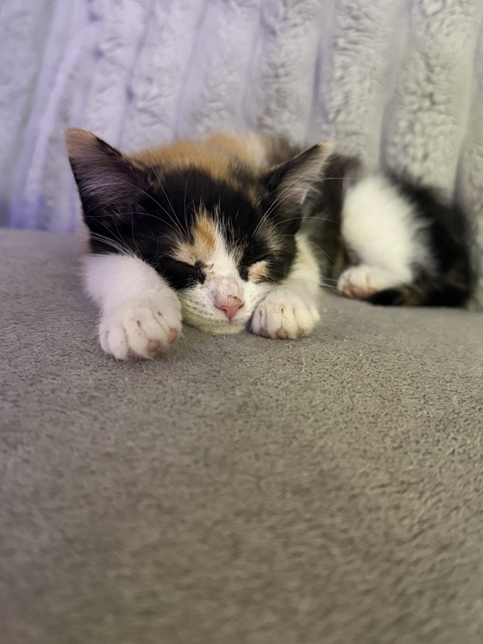 Kitten Trinket