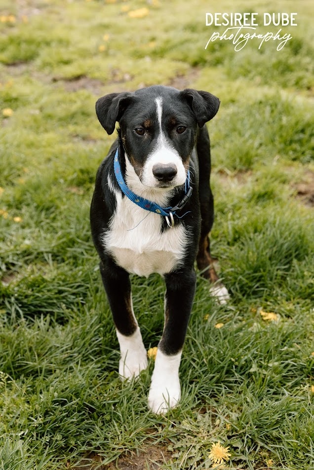 Joseph Pup