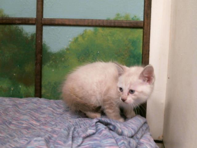 Maggy