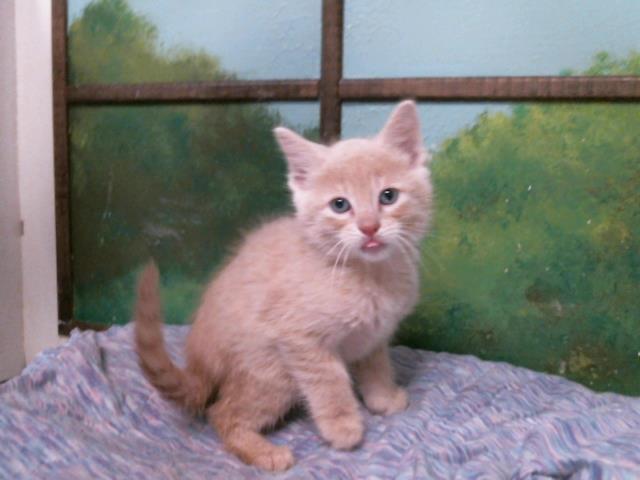 Morris