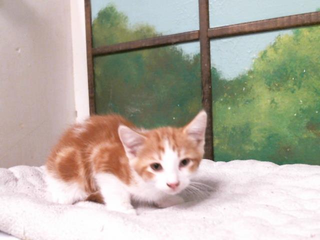 Victor