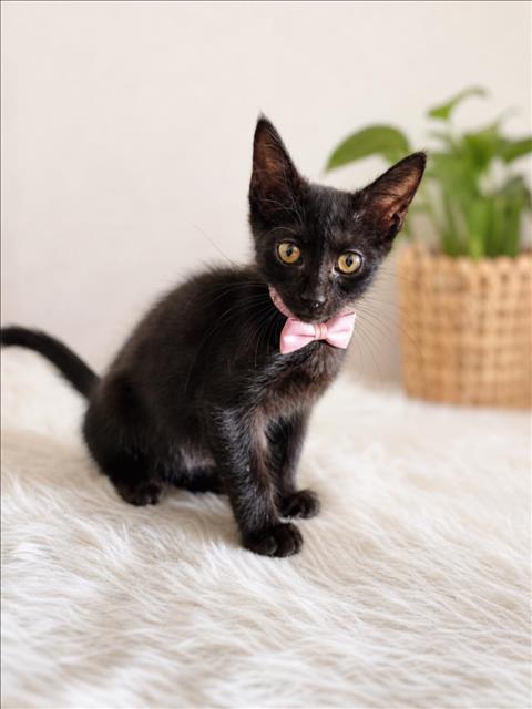 Kiki