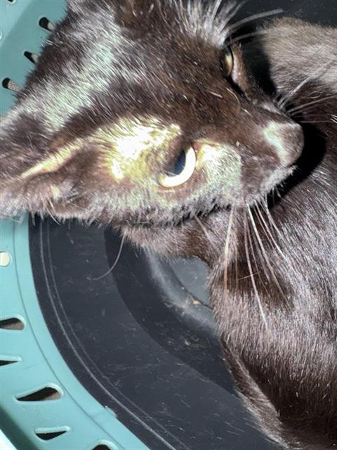 Pepper