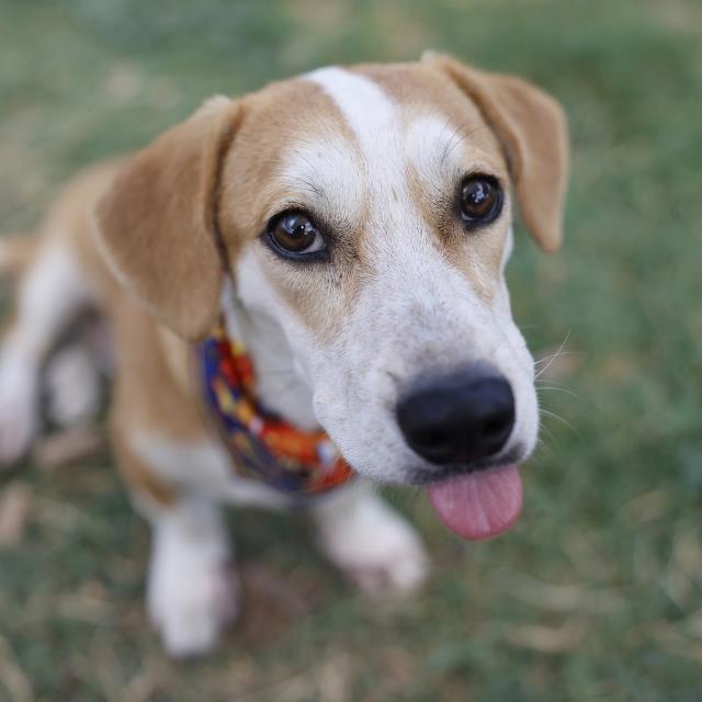 Gilbert
