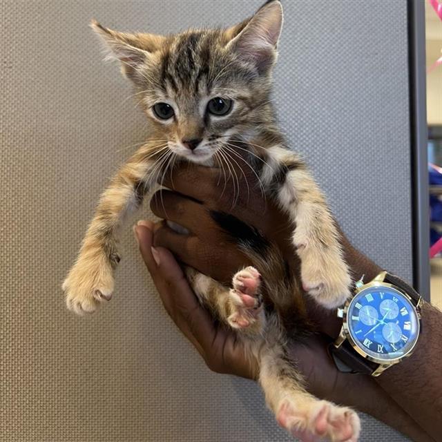 Drama