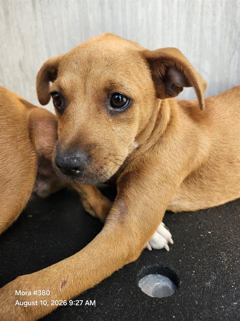 Puppy