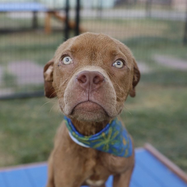 Rex