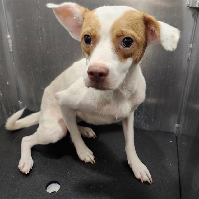 Reina