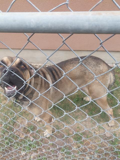 Koba
