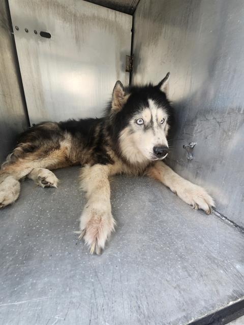 Kovu