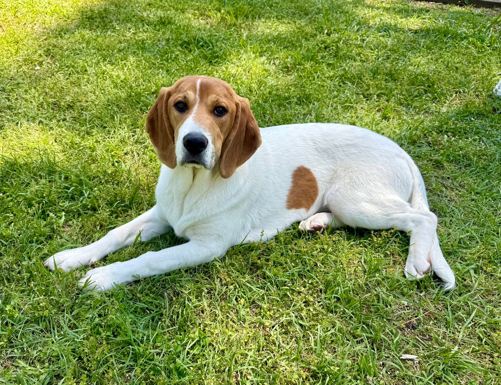 Dottie