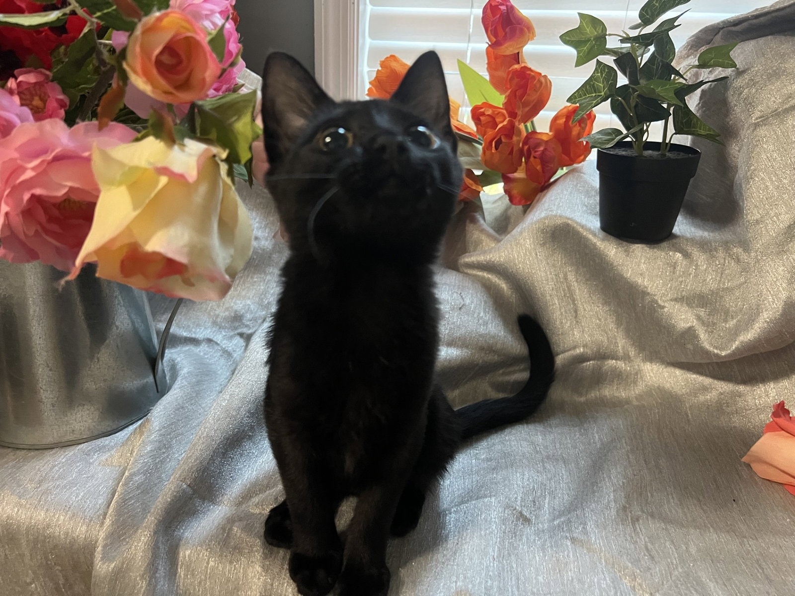 Mae
