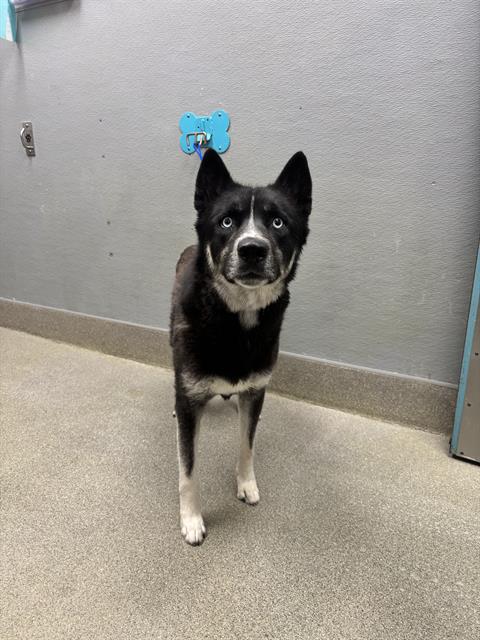 Koda