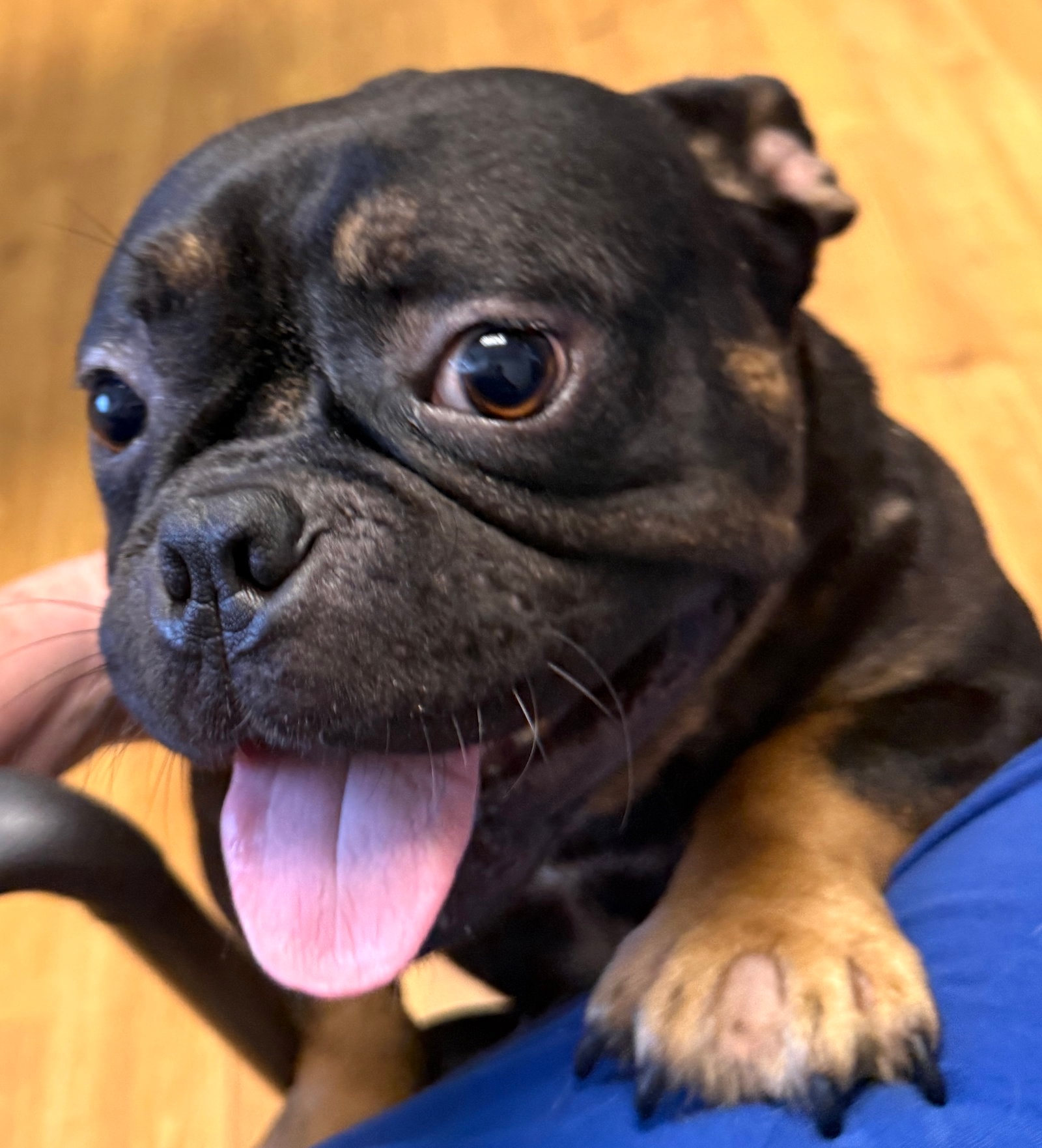 Meatball