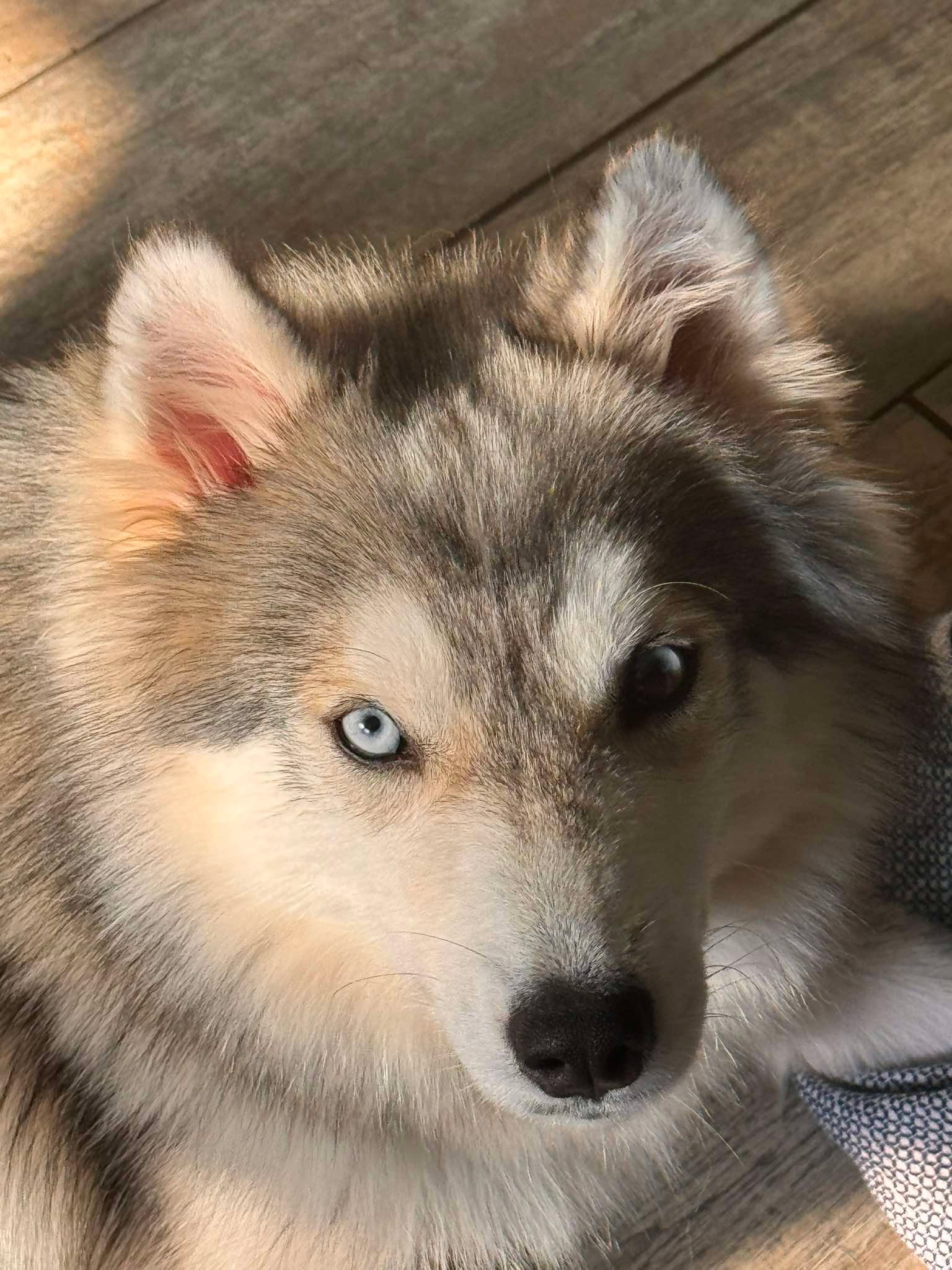 Aurora