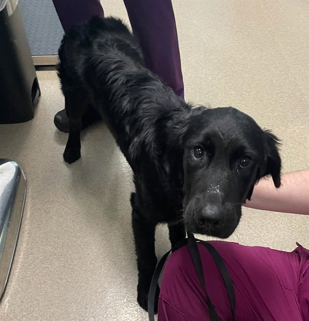 Lab