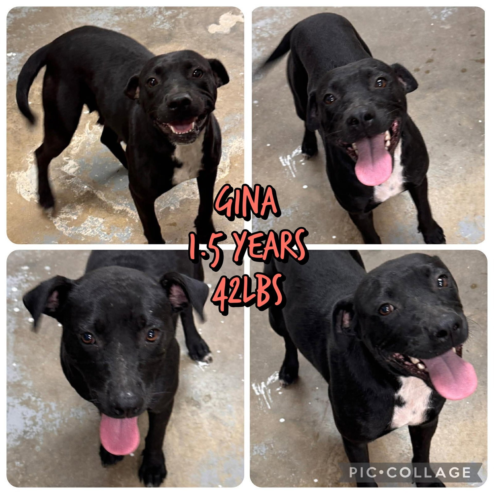 Gina