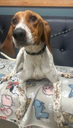 Lulu Spots