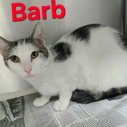 Barb