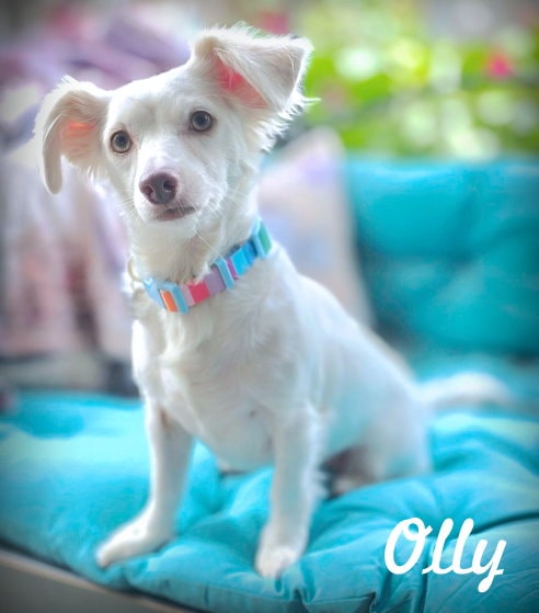 Olly