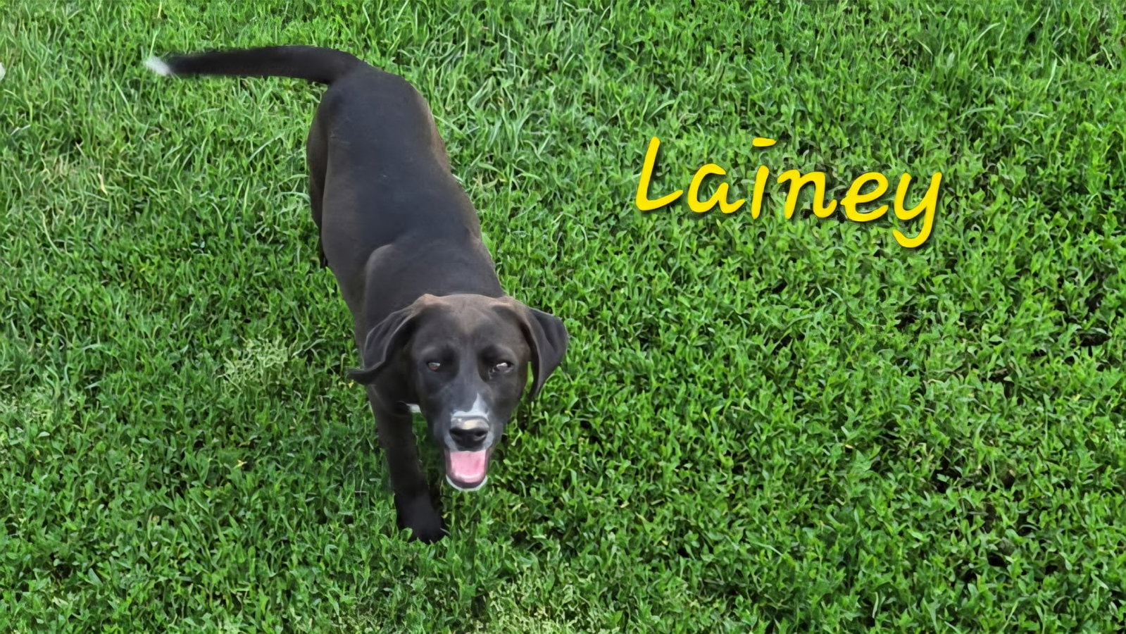 Lainey