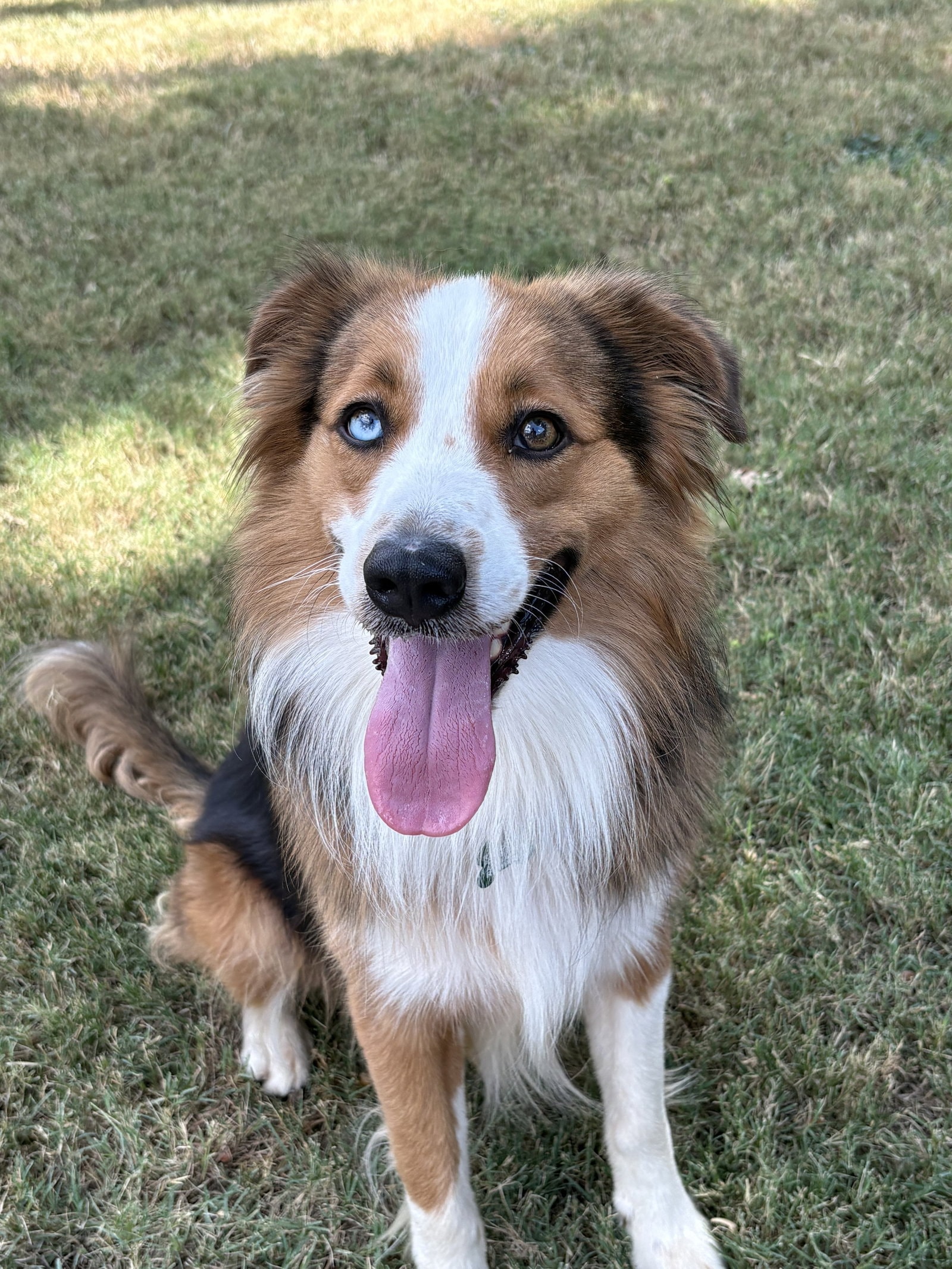 Auggie