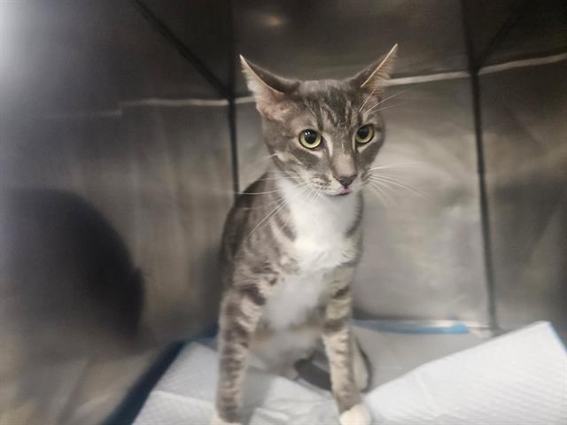 Watson