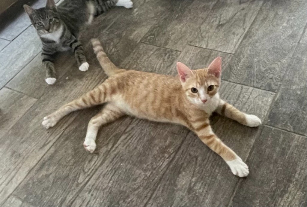 Cheeto